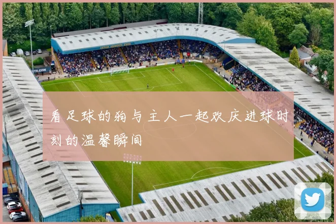 看足球的狗与主人一起欢庆进球时刻的温馨瞬间